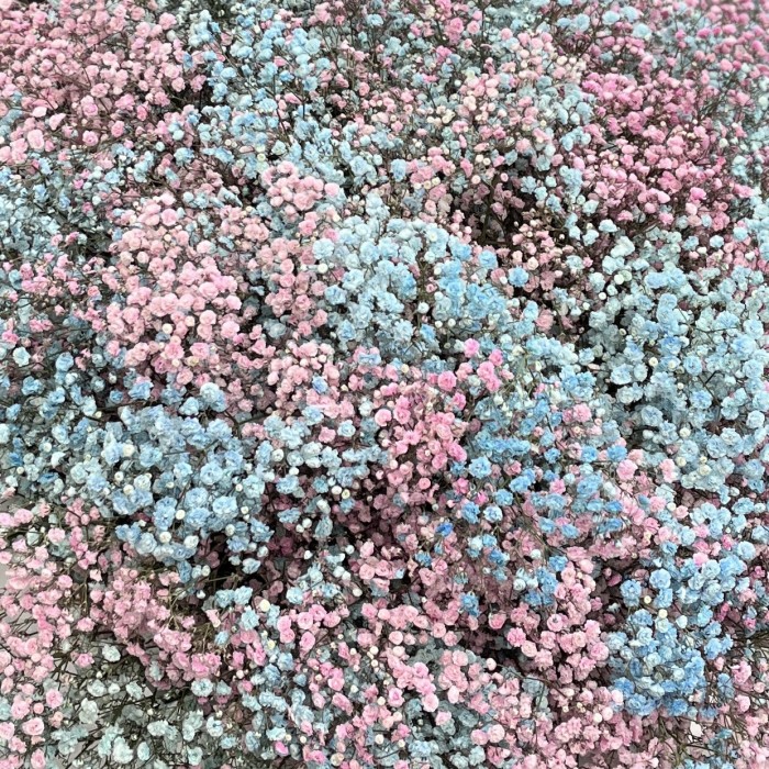 Букет на Гендр Патти  51 гипсофила